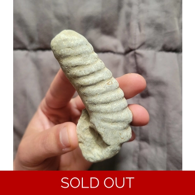 Rare Large Heteromorph Ammonite Fossil Shell Like Didymoceras Rare Large Heteromorph Ammonite Fossil Shell Like Didymoceras